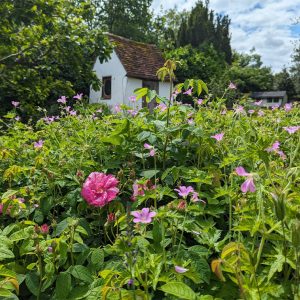 Museum Tickets for Gardens only